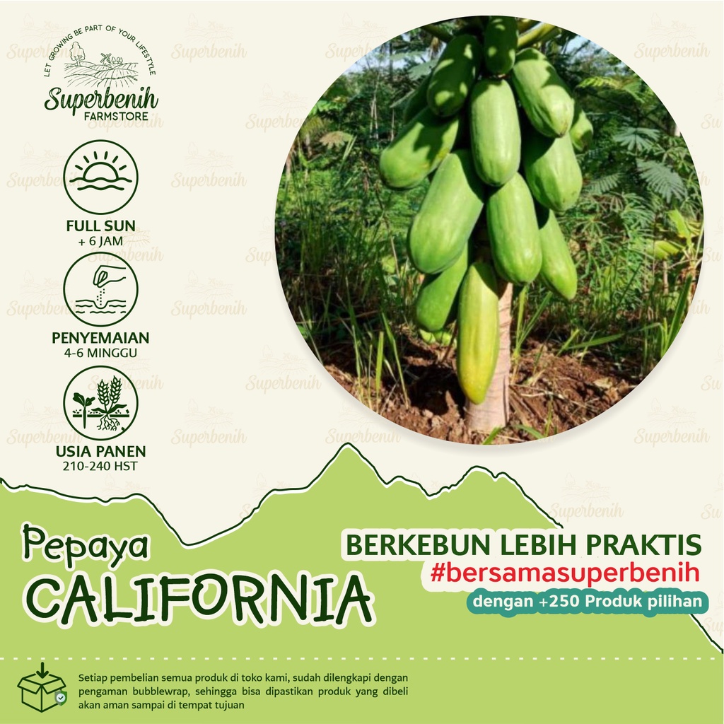 5 Biji - Benih Pepaya CALIFORNIA Pohon pendek, daging tebal, manis