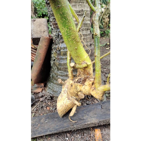 BAHAN BONSAI SERUT/STREBLUS ASPER UNIK REALPICT