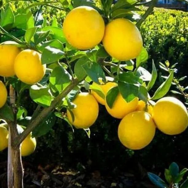 Bibit Jeruk Lemon California / Pohon Jeruk Lemon California BB66