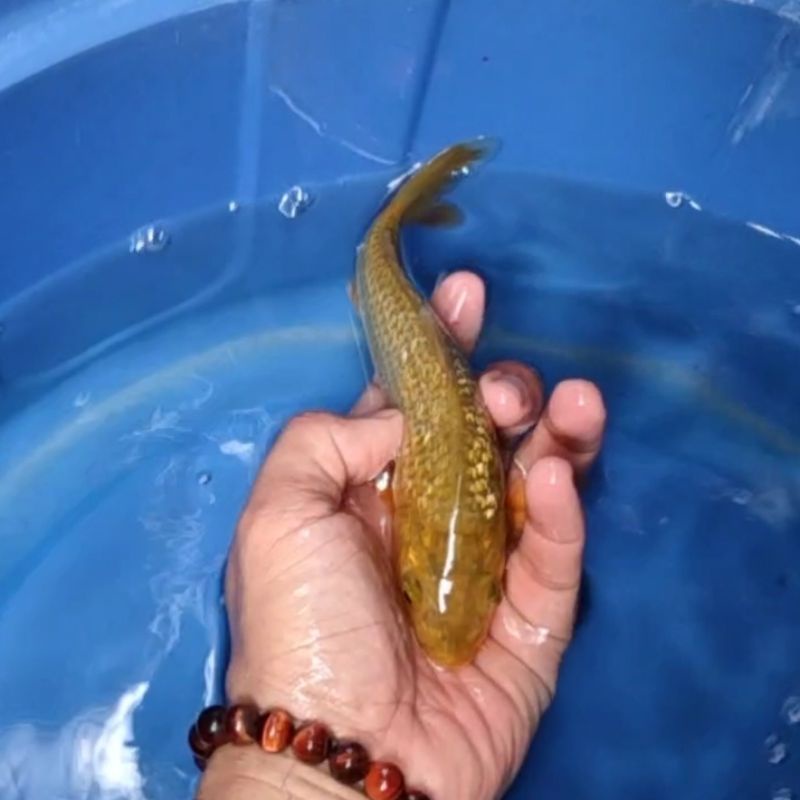 Jual Ikan Koi Blitar Jenis Chagoi Rumah Koi Jakarta Kode