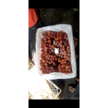 

buah anggur berkualitas