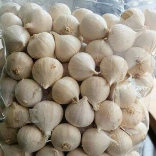 

BAWANG LANANG - SOLO GARLIC - 50 GRAM