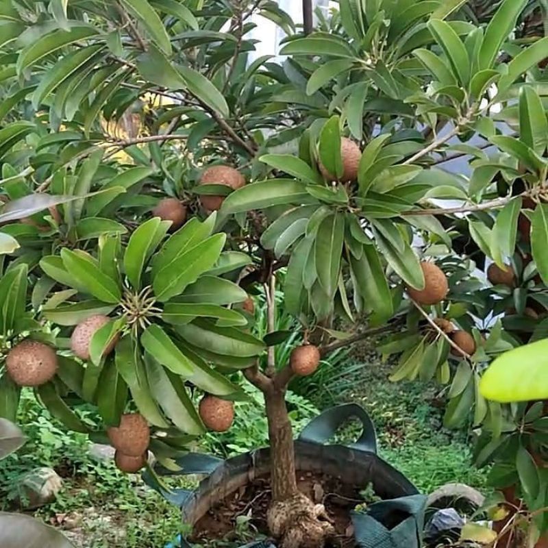 Pupuk Booster Organik Pelebat Buah Sawo Dan Perangsang Agar Cepat Berbuah
