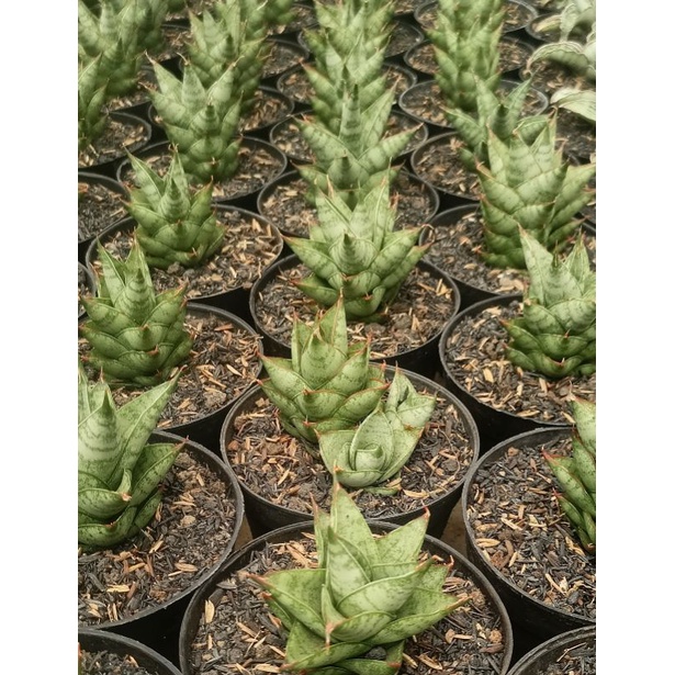 Sansevieria paket pagoda hybrid tower 5 pot/pcs