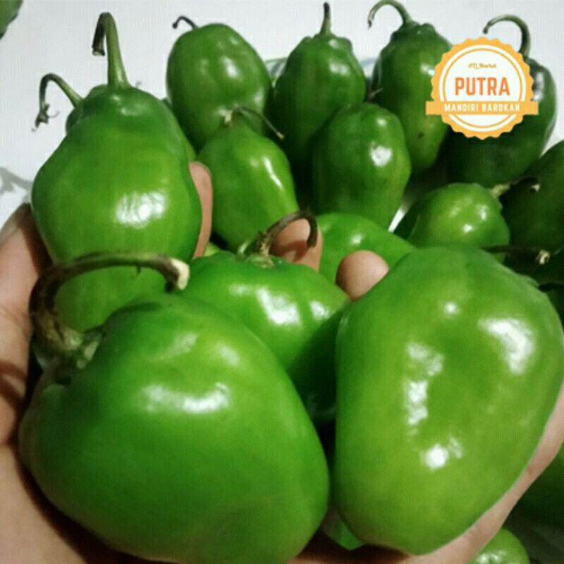 

CABAI GENDOT SEGAR 1 KG