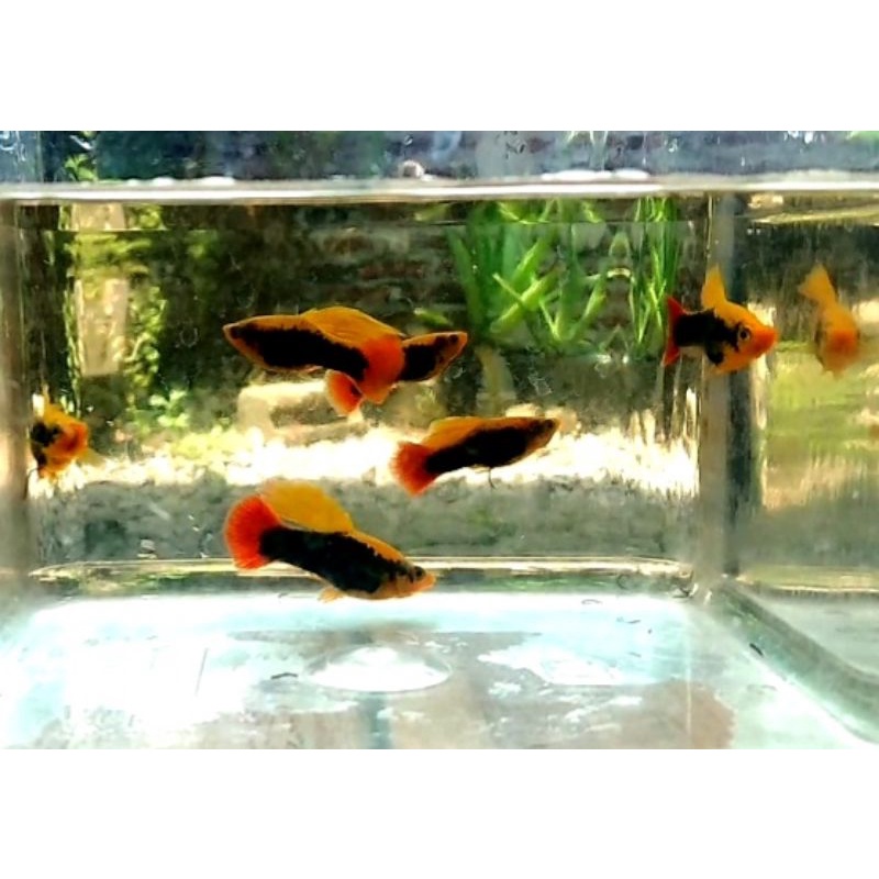 ikan variatus hawaii/cendrawasih