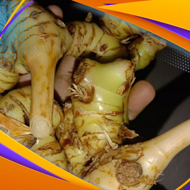 lengkuas putih untuk masak 1kg