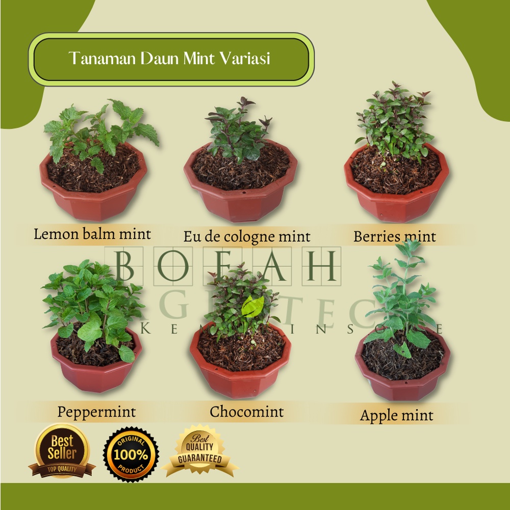 Bibit Tanaman Daun Mint/ Tanaman Daun Mint Lengkap 7 Jenis Pilih 5 GRATIS 1