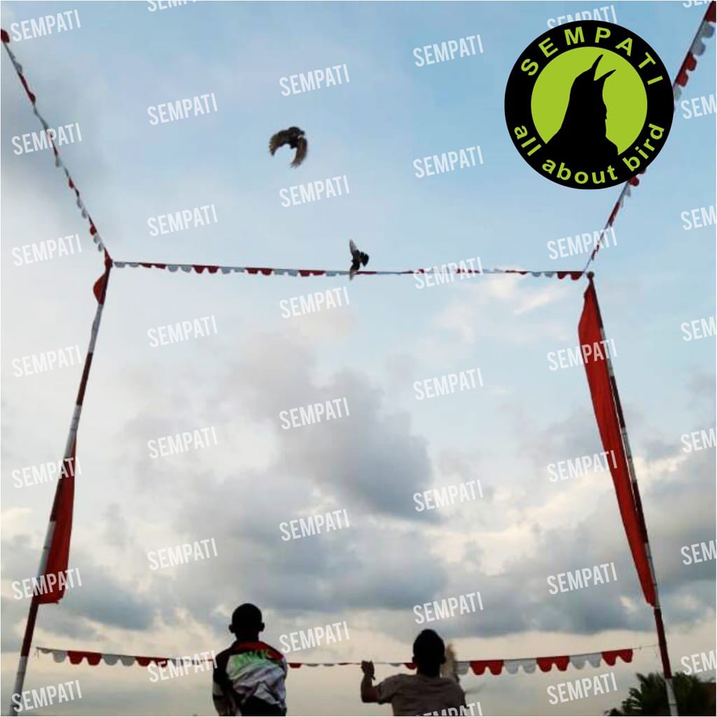 BENDERA LATIH MERPATI PER METER 5RB BENDERA TIANG LOMBA MERPATI KOLONG KOLONGAN