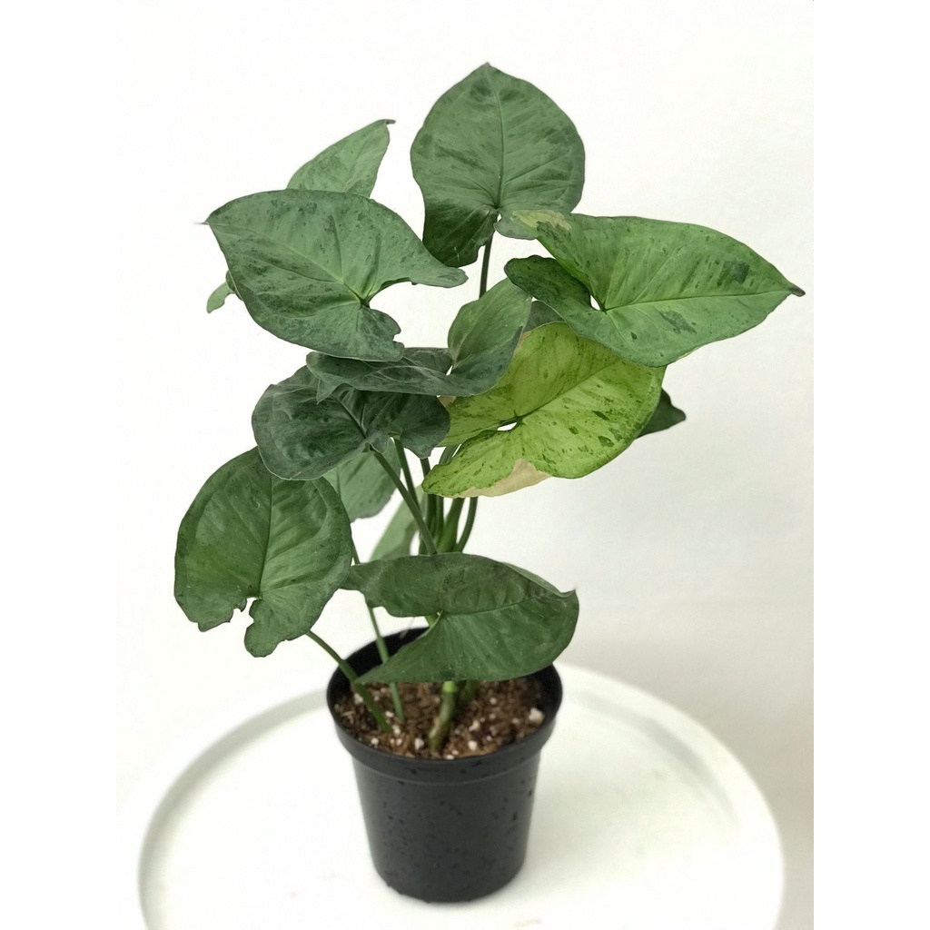 Syngonium T24 Besar