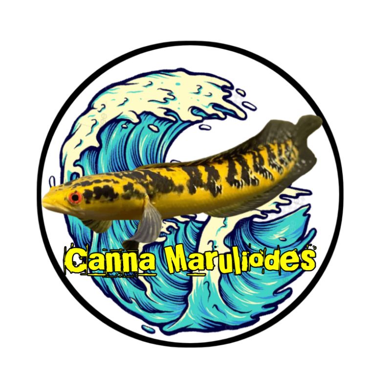 maru Ys size 12-14 cm