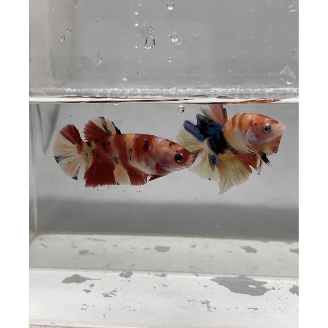 Cupang 1 Pair Multicolor A4