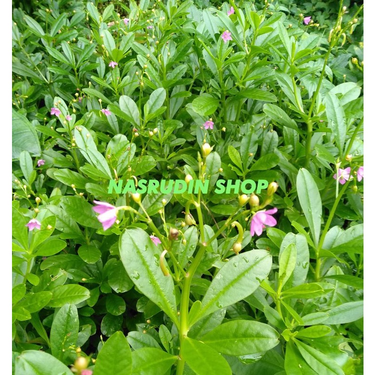 

[Fresh] Tanaman Gingseng Jawa ginseng jawa / Talinum paniculatum / krokot belanda bisa untuk tanaman