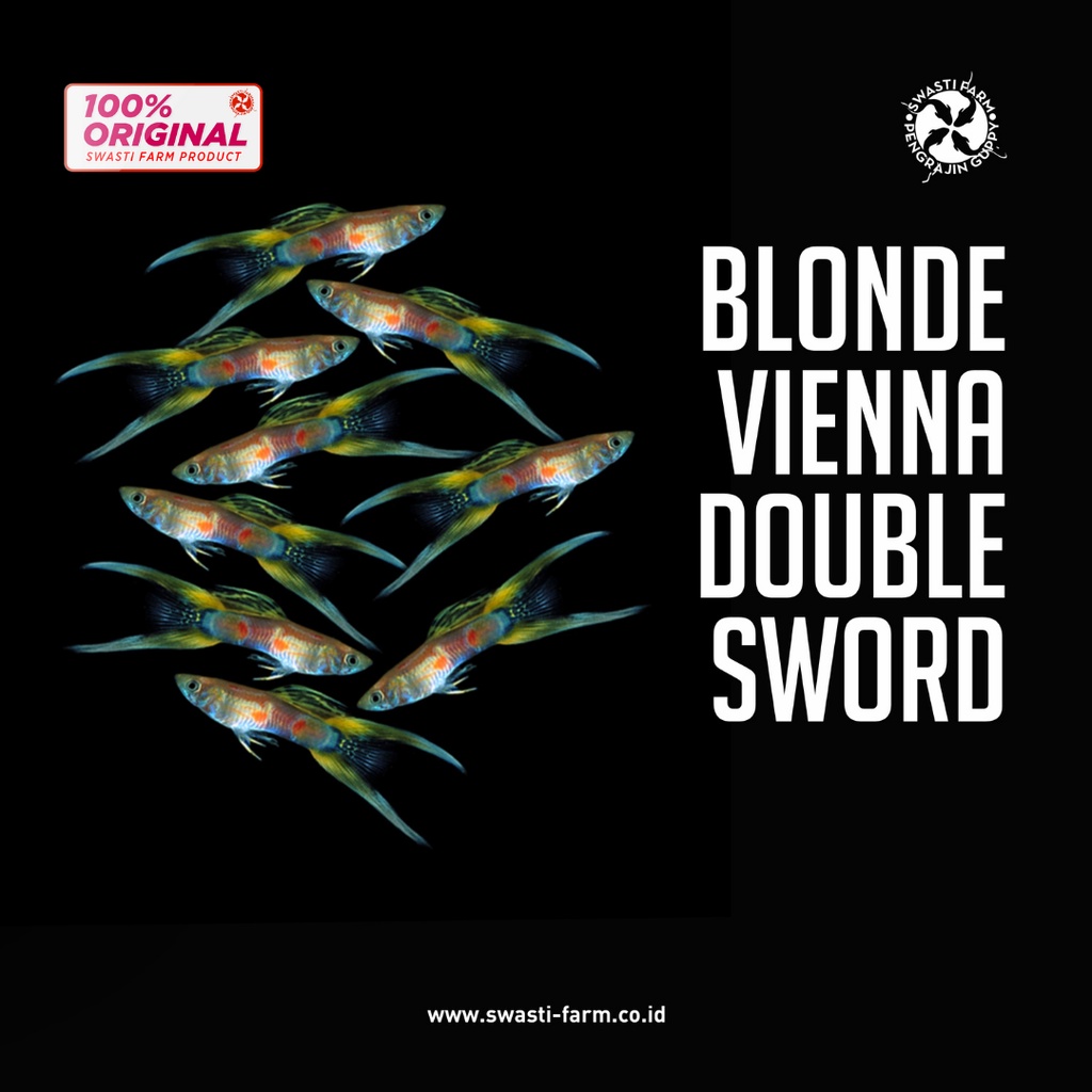 Ikan Guppy Blonde Vienna Double Sword