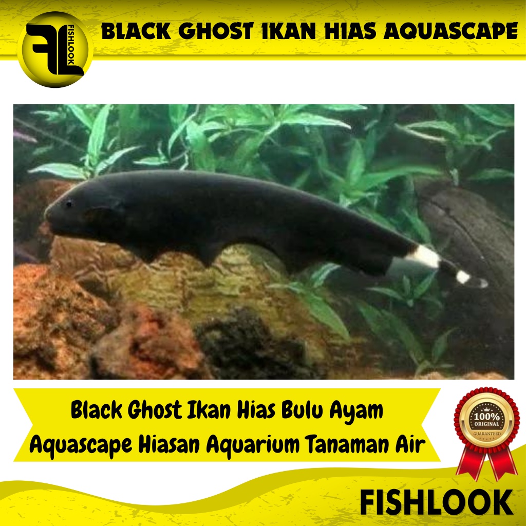 Black Ghost / Ikan Hias Air Tawar / Ikan Hias Aquascape - Size Dewasa