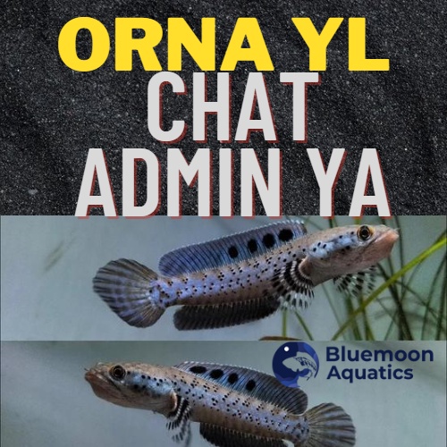 ORNA YL MURAH KUALITAS GRADE A