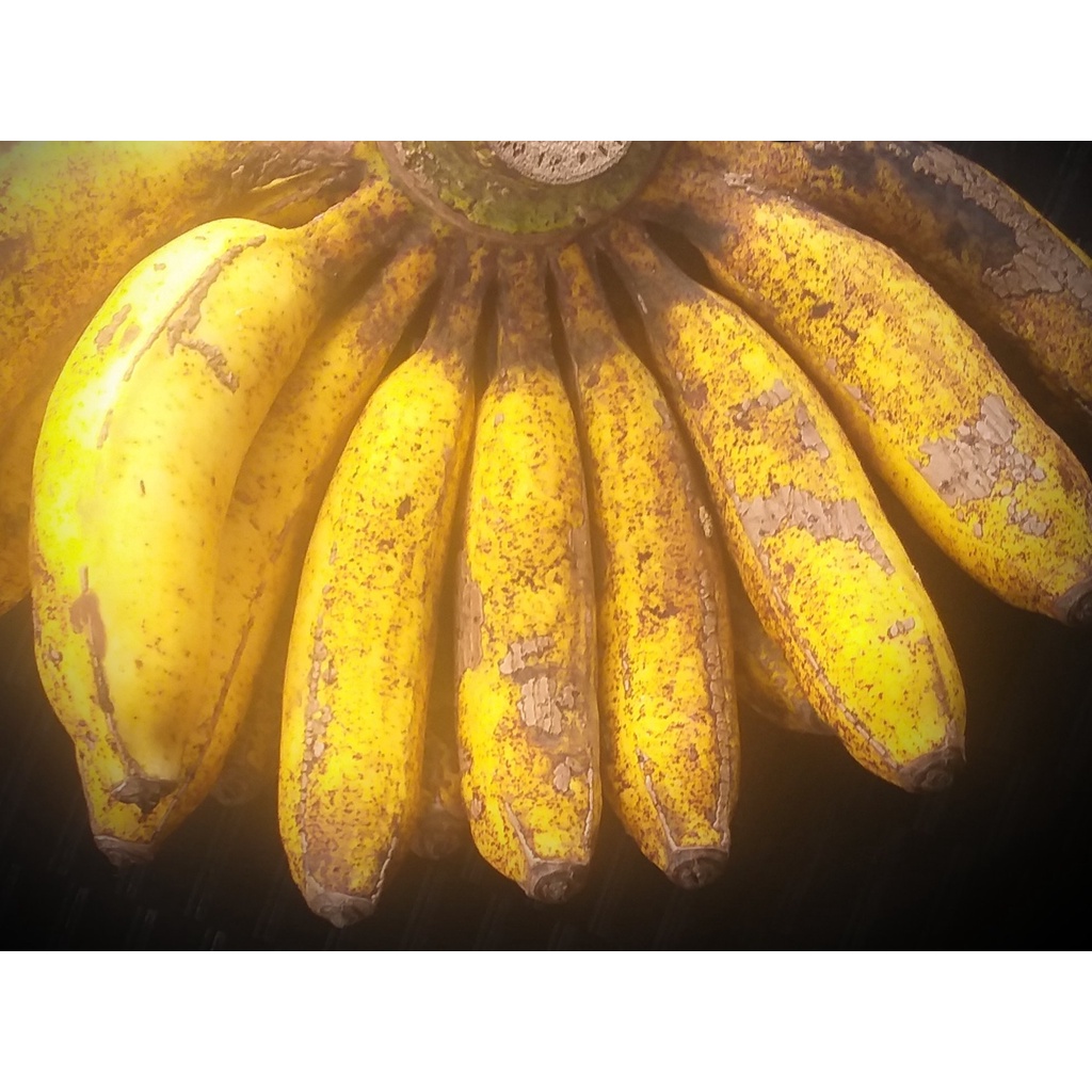 

Buah Pisang Makan Raja Sereh Segar Serai Per sisir