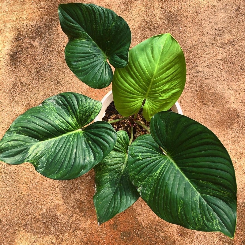 Tanaman Homalomena Rubescens Variegata murah Rawatan rimbun subur varigata variegated