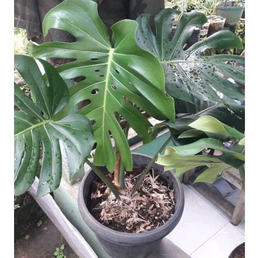Tanaman Hias KING MONSTERA GIANT' Asli/Monstera King ukuran besar/Monstera King Jumbo