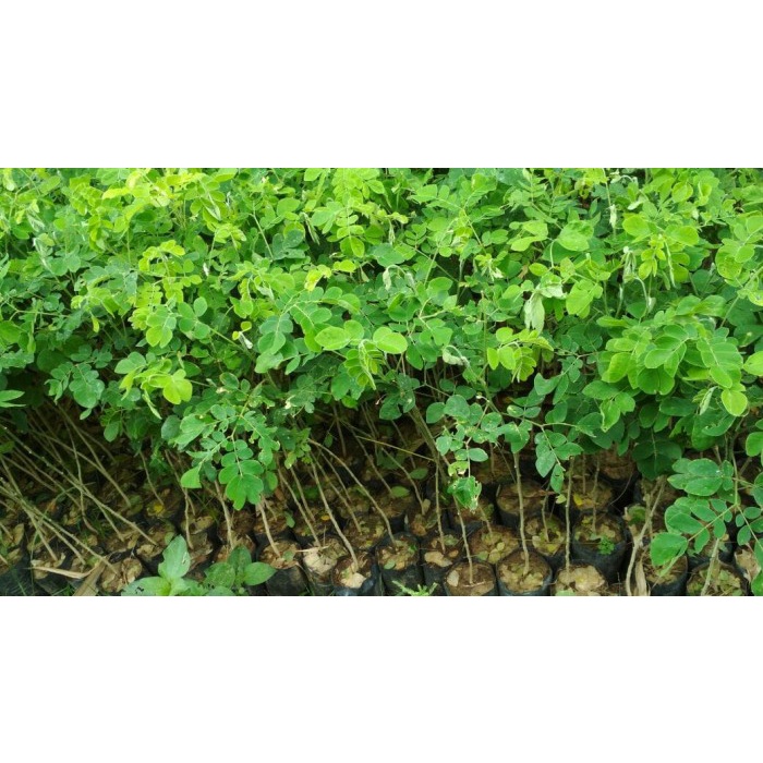 Bibit Trembesi 10 Bibit