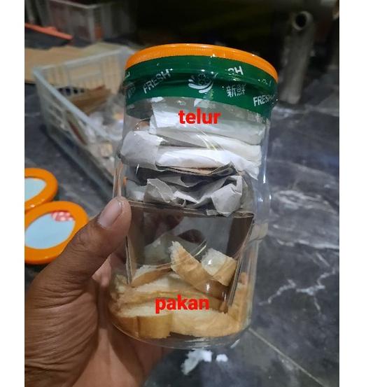 

(G-9&5♥☞) telur bsf /10 gram top produk