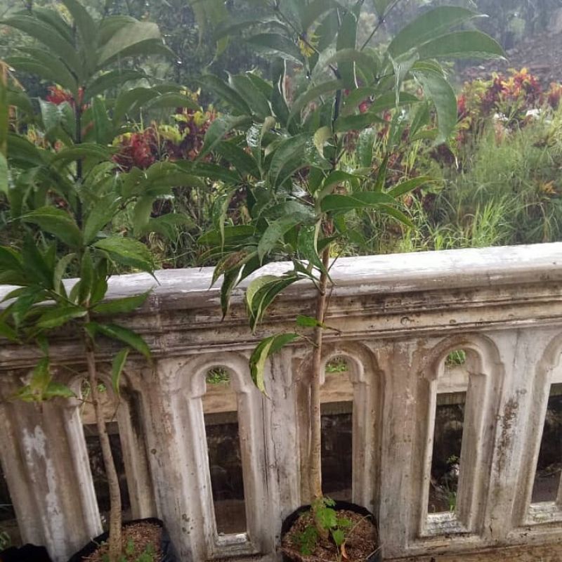 Tanaman Pohon Tabebuya Warna Ungu Tinggi 1 Meter Siap Berbunga