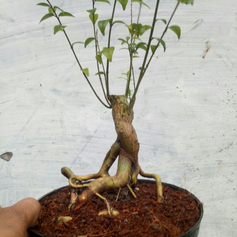 bahan bonsai anting putri small karakter