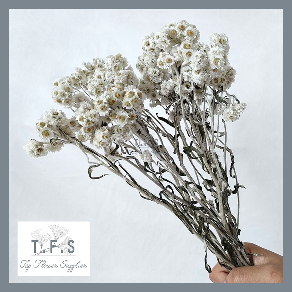 Dried Premium Edelweiss Bunga Kering Asli Dekorasi Hias Vas Meja Rumah
