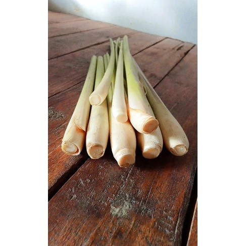 

SEREH /SERAI SEGAR 500gram