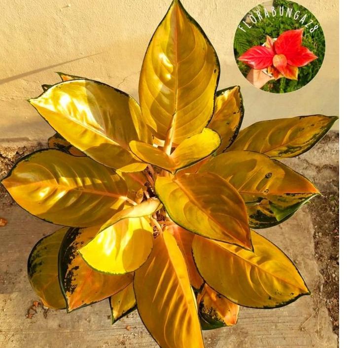 [J-1]W ㊛] Aglonema Sultan brunei remaja - tanaman hias hidup - bunga hidup - bunga aglonema - aglaonema merah - aglonema merah - aglonema murah - aglaonema murah-paling laris