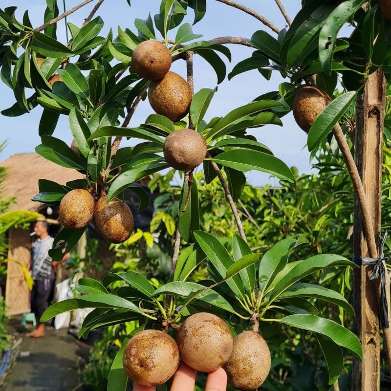 Tanaman Pohon Sawo Jumbo Tinggi 1 Meter Batang Besar Sudah Berbunga