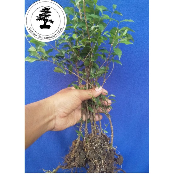 Jual Tanaman Sakura Mikro Bahan Bonsai Shopee Indonesia