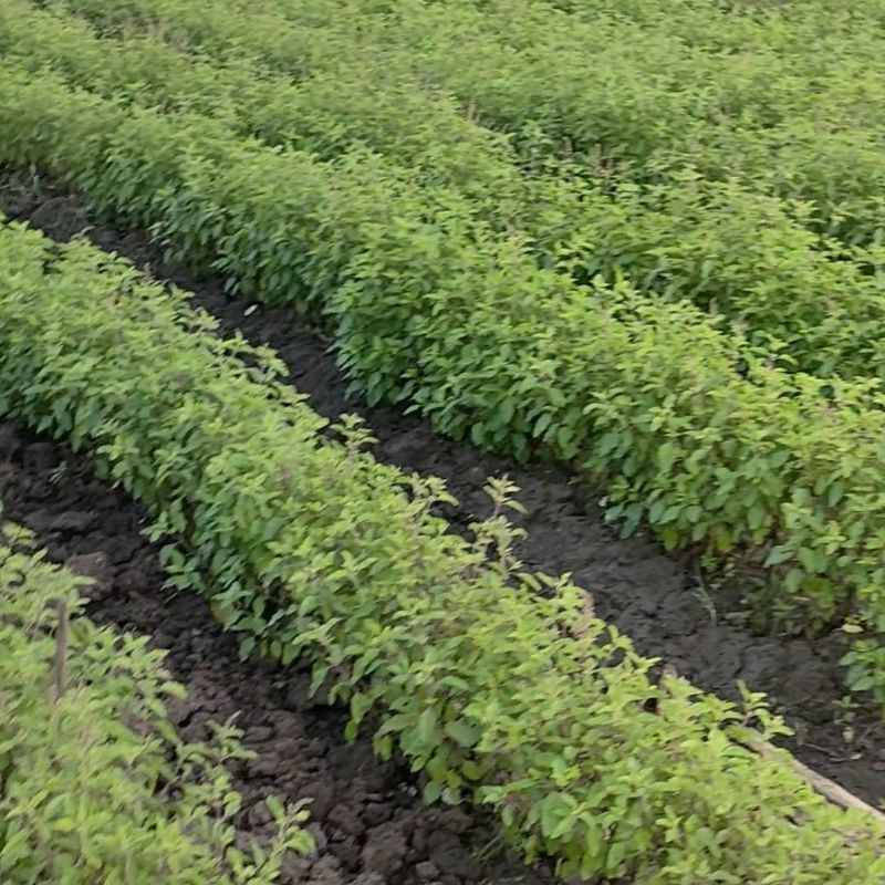 

HOLY BASIL TULSI KERING 1 KG Ocimum tenuiflorum