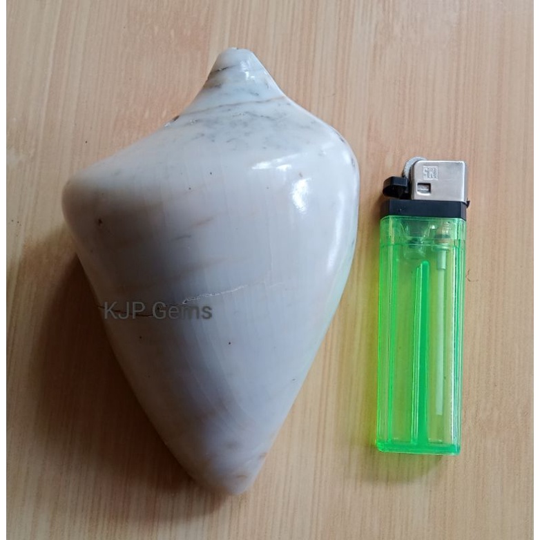 Cangkang Keong Jumbo Asli/Natural Big Shell Conch/Antik