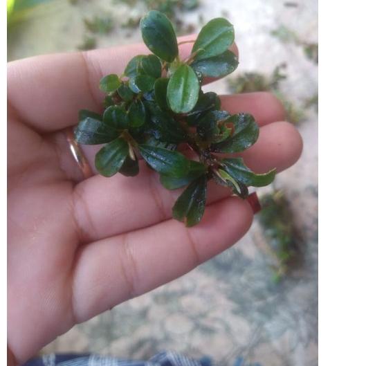 Stok Baru Bucephalandra buce Sp mini beli 3 gratis 1 porsi nampan 21x16 tanaman aquascape aquarium