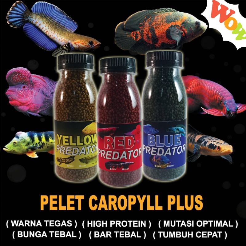 Pelet Ikan channa Premium Red Blue Yellow Carophyll channa lohan arwana oscar