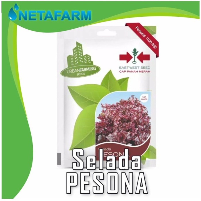 Benih Biji Bibit Selada Merah PESONA Cap Panah Merah 100seeds murah