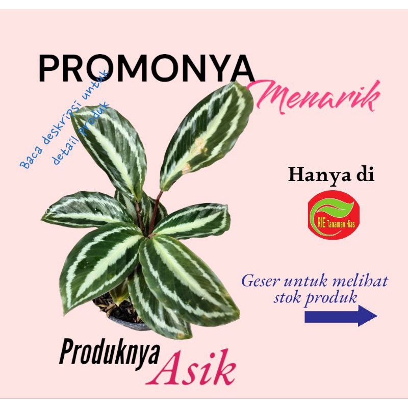 Calatea Semangka / Calatea picturata