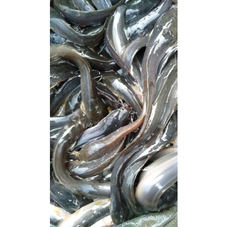 bibit ikan lele ukuran 9-10