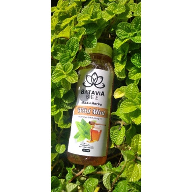 

Madu mint wildmint / madu flu dan batuk