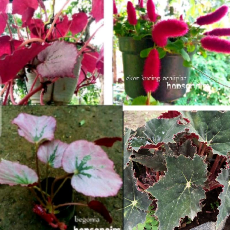 tanaman Ekor Kucing Begonia Bintang Merah pink martin's mystery gantung 20-35cm