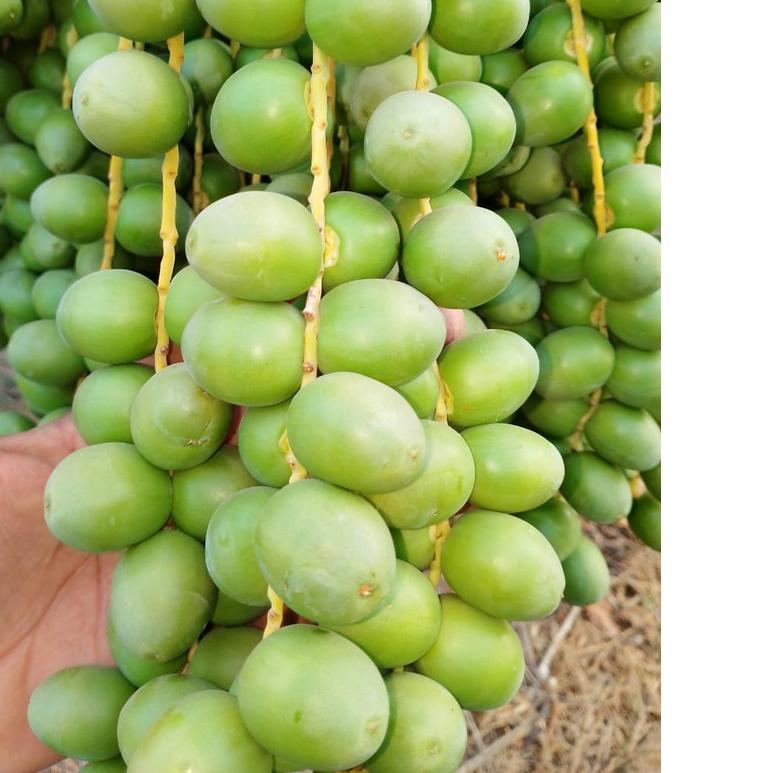 

BAYAR DITEMPAT✔️Kurma Muda Promil Fresh Kemasan 1 Kg (1000 Gr)|KD2