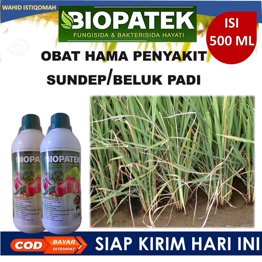 500 ML BIOPATEK obat sundep padi paling ampuh obat sundep beluk padi terbaik obat sundep padi berkua