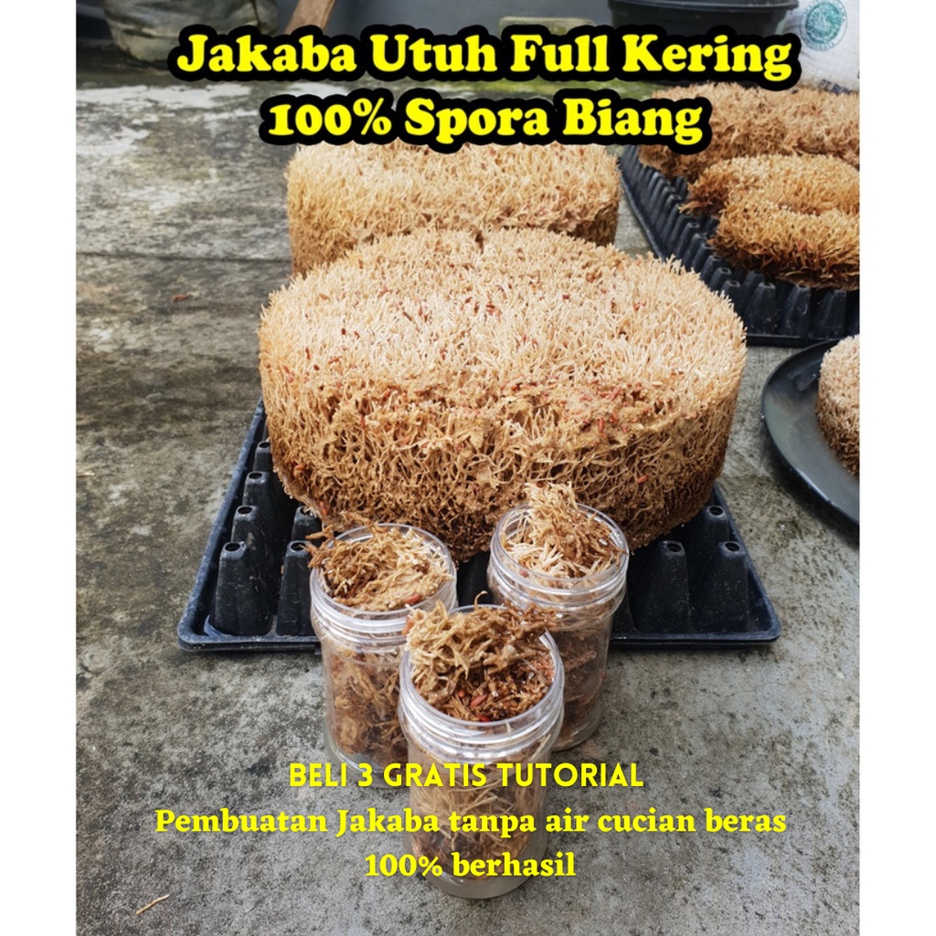 Beli Jamur Jakaba Full Botol Biang