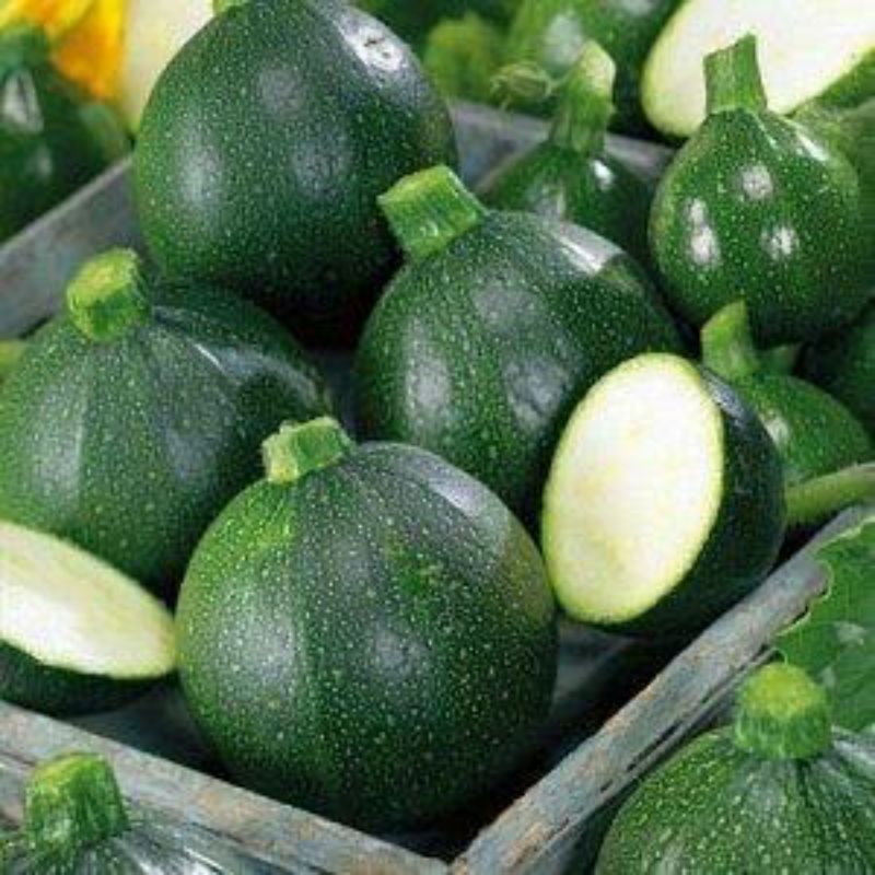 Benih ZUCCHINI BULAT HIJAU import langka isi 1 biji