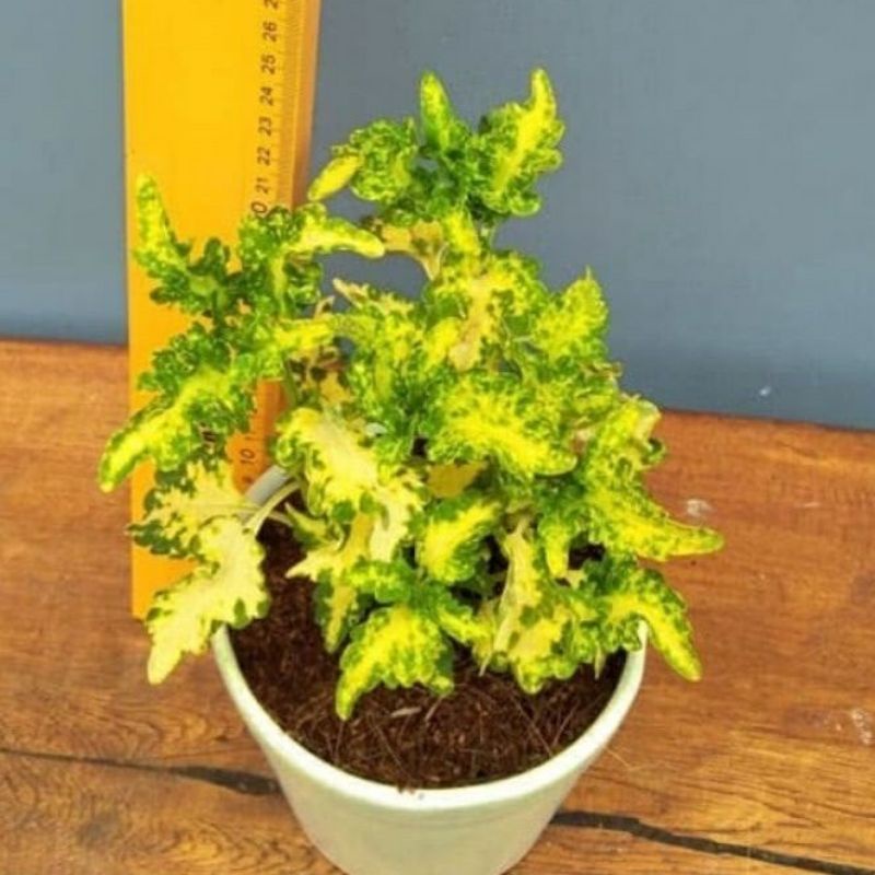 ( RIMBUN ) TERMURAH Tanaman Hias Miana Ekor Naga / Bunga Hias Miana Ekor Naga / Tanaman Hidup Miana 