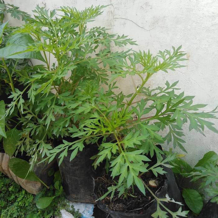 Bibit Tanaman Daun Kenikir Bibit Kenikir Tanaman Kenikir Hidup Lalapan