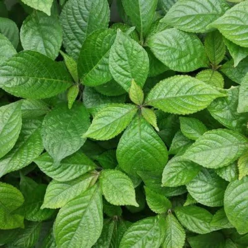 

jual daun kecibeling / keji beling / keci beling fresh obat herbal