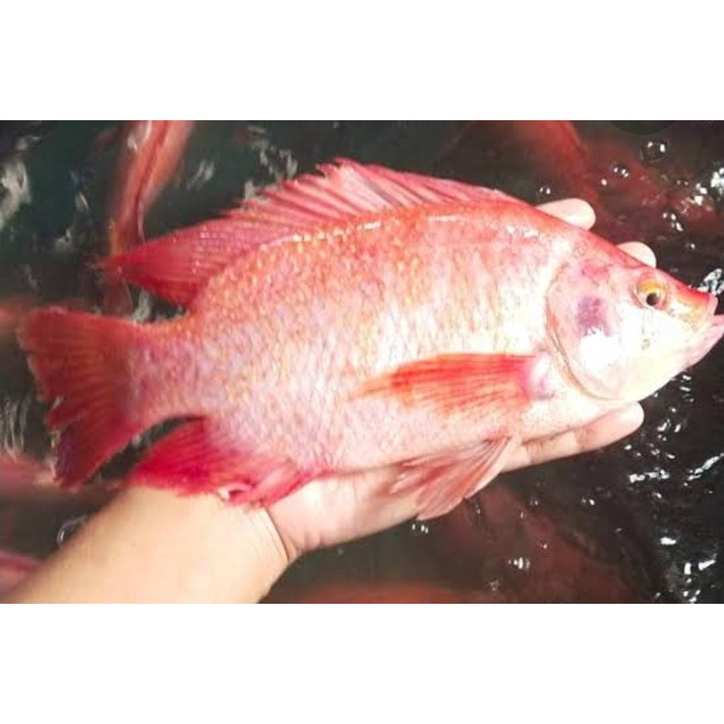 Paket 10pasang Indukan Nila merah bangkok isi 20ekor