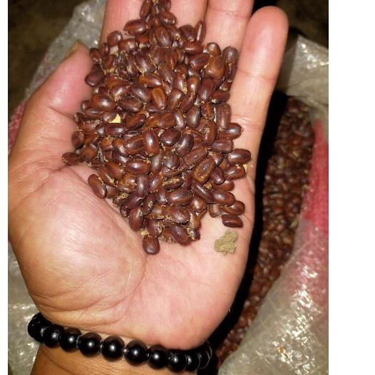 

♛ 1kg biji pohon trembesi(keduh murah) よ